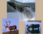 whale, moose, and caribou wildlife viewing